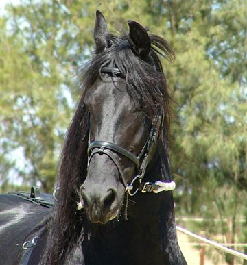 friesian_eibert1.jpg