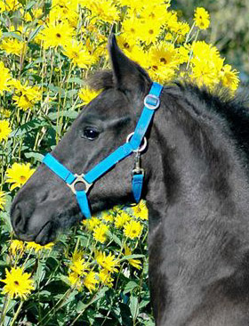 friesian_sanne.jpg