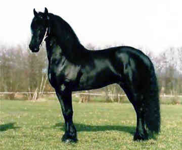 friesian-0015.jpg