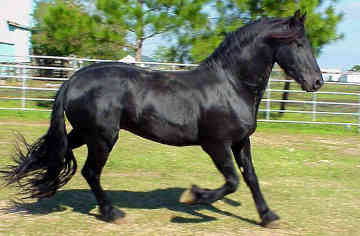 friesian-0023.jpg