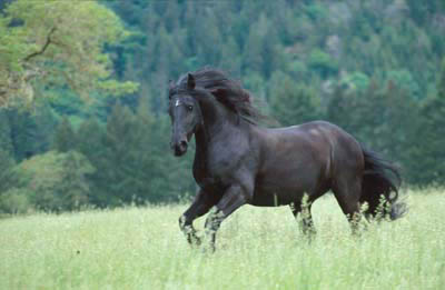 Friesian%20Stallion%20Running.jpg